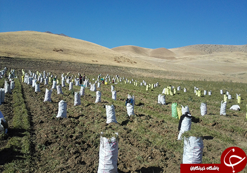 برداشت هویچ در شهرستان الیگودرز / سود فروش به جیب دلالان می رود