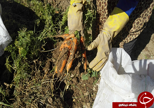 برداشت هویچ در شهرستان الیگودرز / سود فروش به جیب دلالان می رود