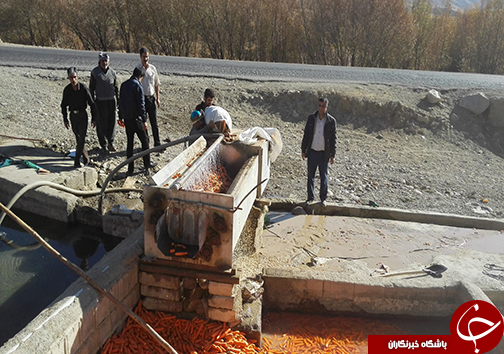 برداشت هویچ در شهرستان الیگودرز / سود فروش به جیب دلالان می رود