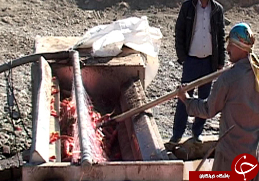 برداشت هویچ در شهرستان الیگودرز / سود فروش به جیب دلالان می رود