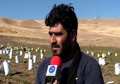 برداشت هویچ در شهرستان الیگودرز / سود فروش به جیب دلالان می رود