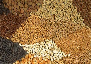 صدور پروانه ساخت برای تولید ۵۴ محصول خوراک دام وطیور