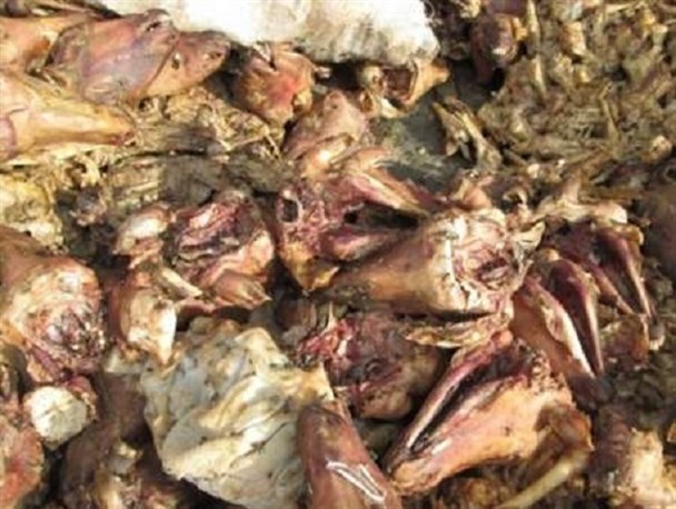 کشف و معدم سازی 3تن آلایش دامی غیر بهداشتی در بهار