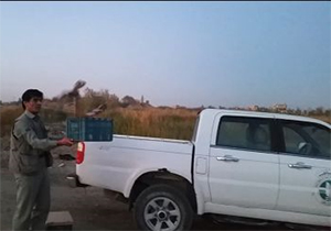 رها سازی 2 بهله پرنده شکاری در میاندوآب