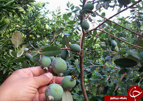 فی جوا میوه&zwnj;ای خوش طعم، اما ناشناخته