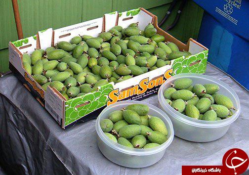 فی جوا میوه&zwnj;ای خوش طعم، اما ناشناخته