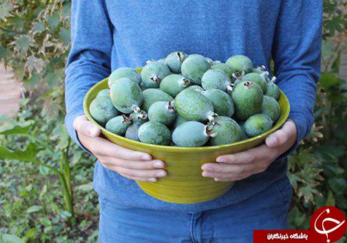 فی جوا میوه&zwnj;ای خوش طعم، اما ناشناخته