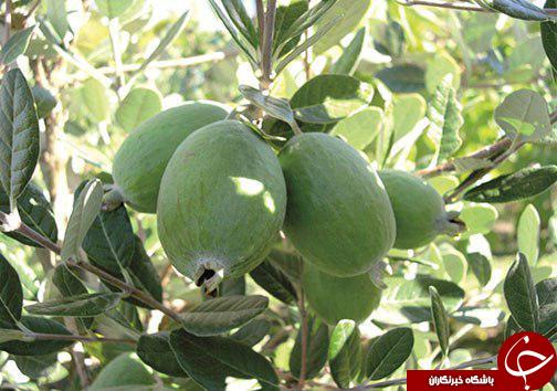 فی جوا میوه&zwnj;ای خوش طعم، اما ناشناخته