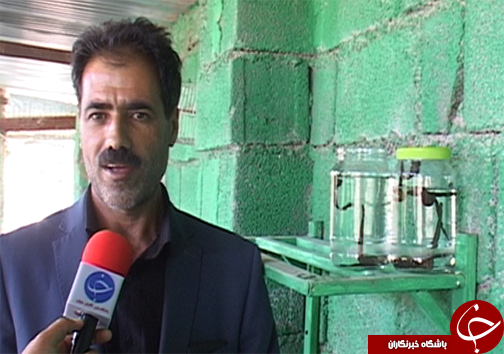 زالو خون آشامی که به جراح کوچک معروف است/ پرورش زالو در استان لرستان