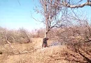 قلع و قمع بی‌رحمانه درختان گردو در گندمان + فیلم