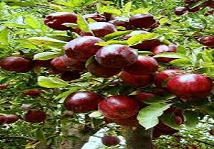لغو قانون ممنوعیت صادرات سیب درختی به عراق