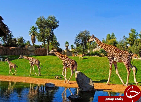 باغ وحشی زیبا که قفس ندارد+ تصاویر