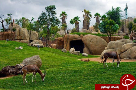 باغ وحشی زیبا که قفس ندارد+ تصاویر