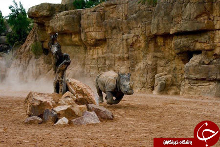 باغ وحشی زیبا که قفس ندارد+ تصاویر