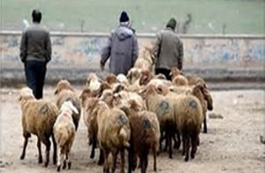 دستگیری باند سارقان احشام استان مرکزی