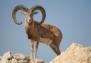 رهاسازی یک راس کل وحشی در پارک ملی توران