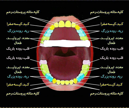 راز پوسیدگی دندانها در چیست؟ +عکس راز پوسیدگی دندانها در چیست؟ +عکس