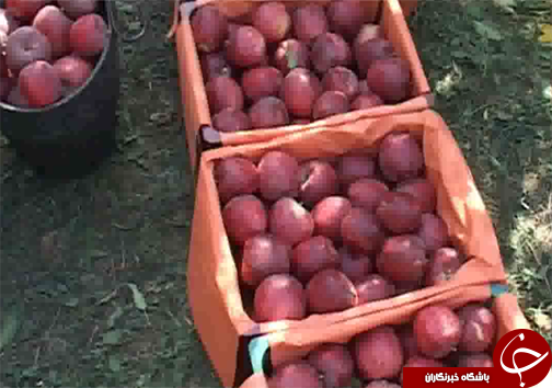 مشکلات باغداران لرستانی/نبود صنایع تبدیلی درلرستان وبه هدر رفتن دسترنج باغداران+تصاویر