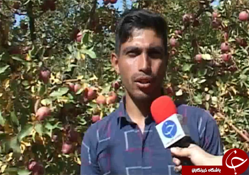 مشکلات باغداران لرستانی/نبود صنایع تبدیلی درلرستان وبه هدر رفتن دسترنج باغداران+تصاویر