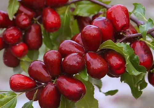 عناب در طب سنتی؛ از درمان سرفه تا کاهش اضطراب