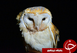 رها کردن جغد انباری در طبیعت