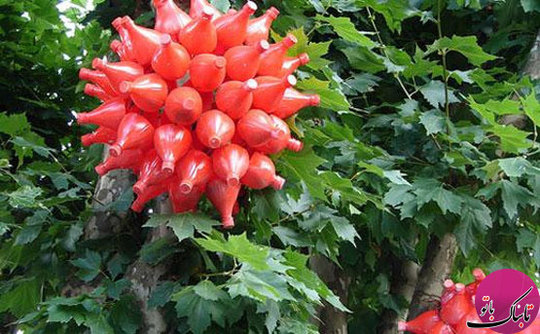 تزئینات جالب باغ و باغچه با بطری&zwnj;های پلاستیکی