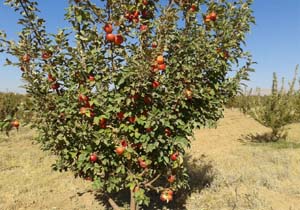 نابودی درختان سیب در سده + فیلم