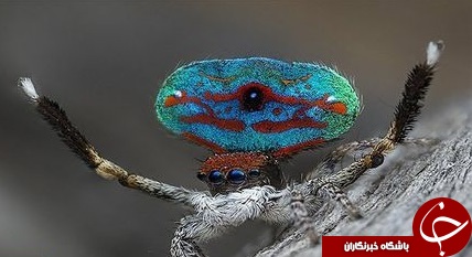 زیبایی خیره کننده عنکبوت طاووسی