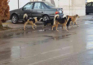 معضل وجود سگ‌های ولگرد در میدان قیام اردبیل + فیلم