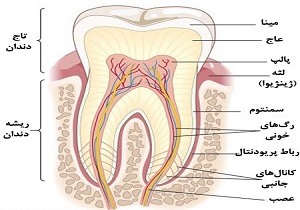 میانگین سن رویش دندان شش ماهگی است