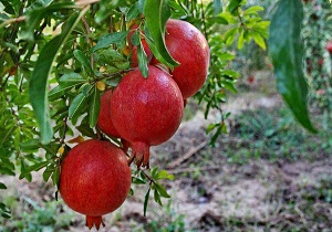 سالانه بیش از 11هزار تن انار در ابرکوه برداشت می شود