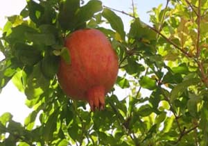 درختان زیبای انار کاشان در قاب دوربین + فیلم