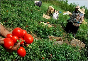 4 درصد از محصولات کشاورزی کشور در استان اردبیل تولید می شود