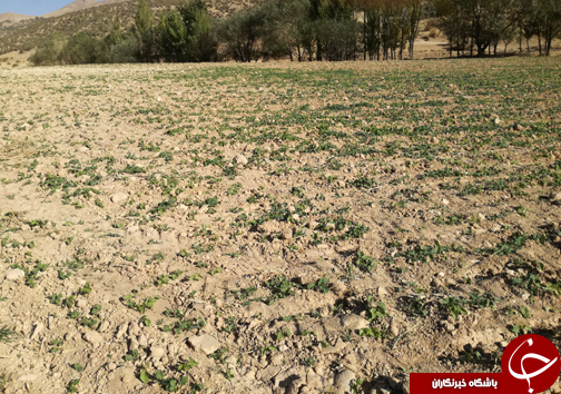 تصاویر کاشت کلزا در شهرستان خرم آباد