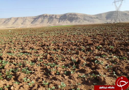 تصاویر کاشت کلزا در شهرستان خرم آباد