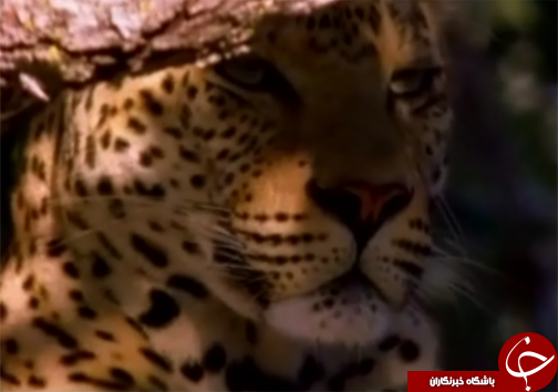 خطر انقراض پلنگ زاگرس گونه ی کمیاب حیات وحش لرستان /