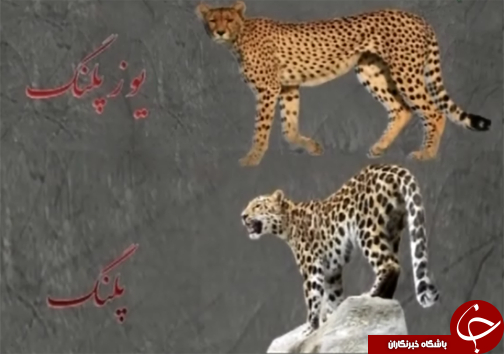 خطر انقراض پلنگ زاگرس گونه ی کمیاب حیات وحش لرستان /