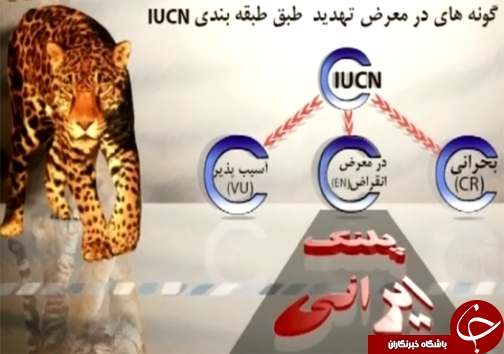 خطر انقراض پلنگ زاگرس گونه ی کمیاب حیات وحش لرستان /
