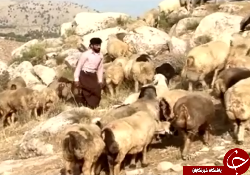 خطر انقراض پلنگ زاگرس گونه ی کمیاب حیات وحش لرستان /خال های پلنگ مانند اثر انگشت انسانها منحصر به فرد است + تصاویر