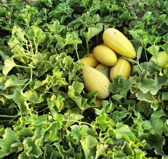 برداشت خربزه در شوش ادامه دارد