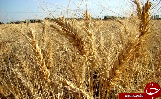پیش بینی برداشت بیش از ۶۰۰ هزار تن گندم در آذربایجان غربی /اعزام بانوی شمشیر باز ارومیه&zwnj;ای به مسابقات جهانی/افزایش ۴ برابری ارزش کالا&zwnj;های قاچاق کشف شده در خوی