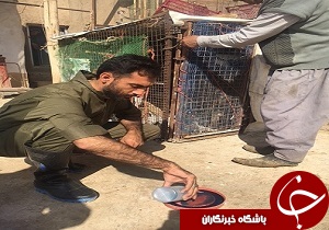 آغاز واکسیناسیون طیور بومی در مناطق روستایی تاکستان