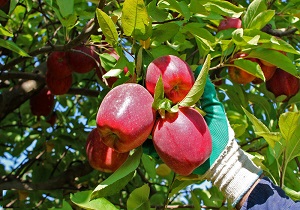 برداشت بیش از 20 هزار تن انواع سیب پاییزی در شهرستان خلخال