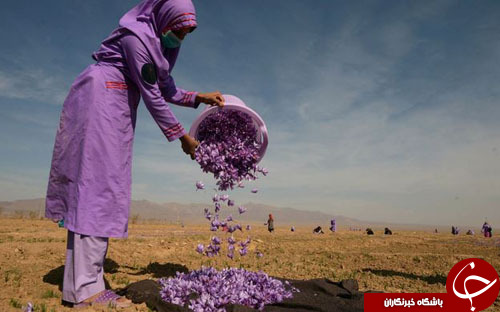 تصاویر روز: از برداشت گل&zwnj;های زعفران در هرات تا ببر سیبری در باغ وحش هامبورگ