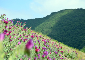 کشف بیش از یک تن گیاه دارویی قاچاق در لرستان