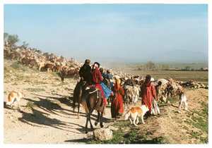 آغاز کوچ پائیزه عشایر در فارس