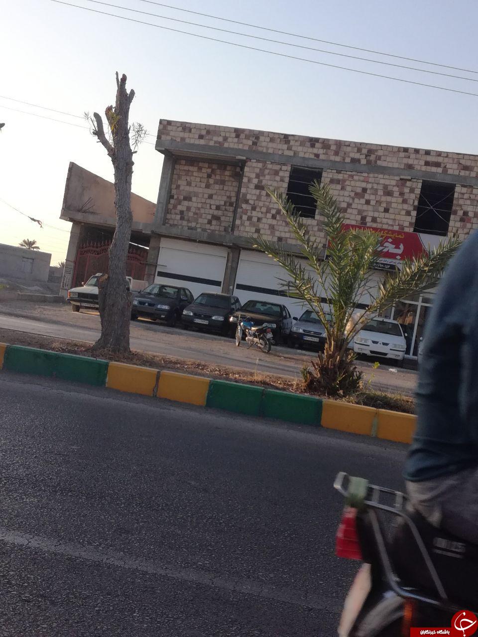 هرس عجیب درختان در میناب !! + تصاویر