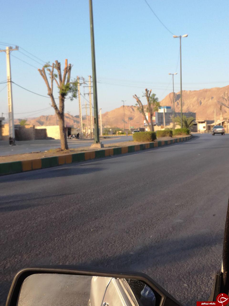 هرس عجیب درختان در میناب !! + تصاویر