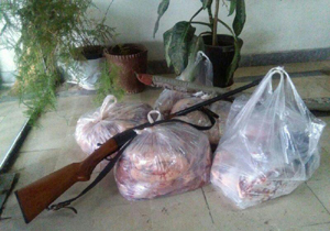 محکومیت ۲۰ میلیون ریالی برای عرضه گوشت خوک در بهشهر