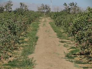 دشت آدمخوار زرندیه دشتی معروف  برای دنیا